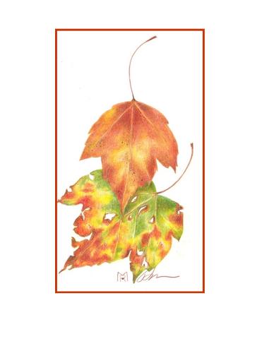 ColorFall Botanical Drawing