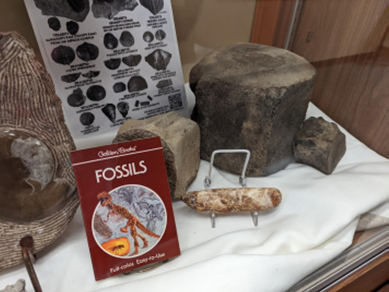 Fossils and book