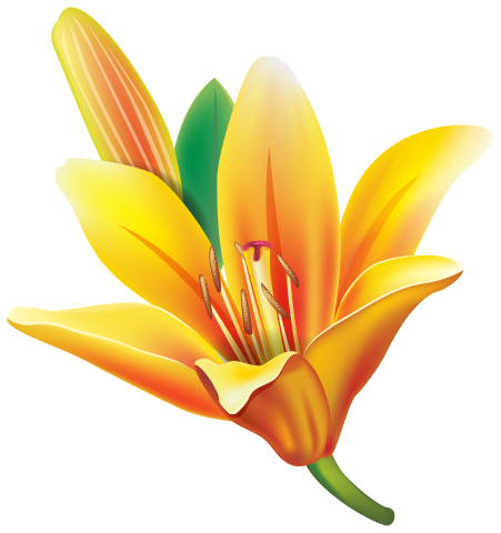 Yellow lily