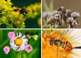 Pollinators Image: Xerces Society