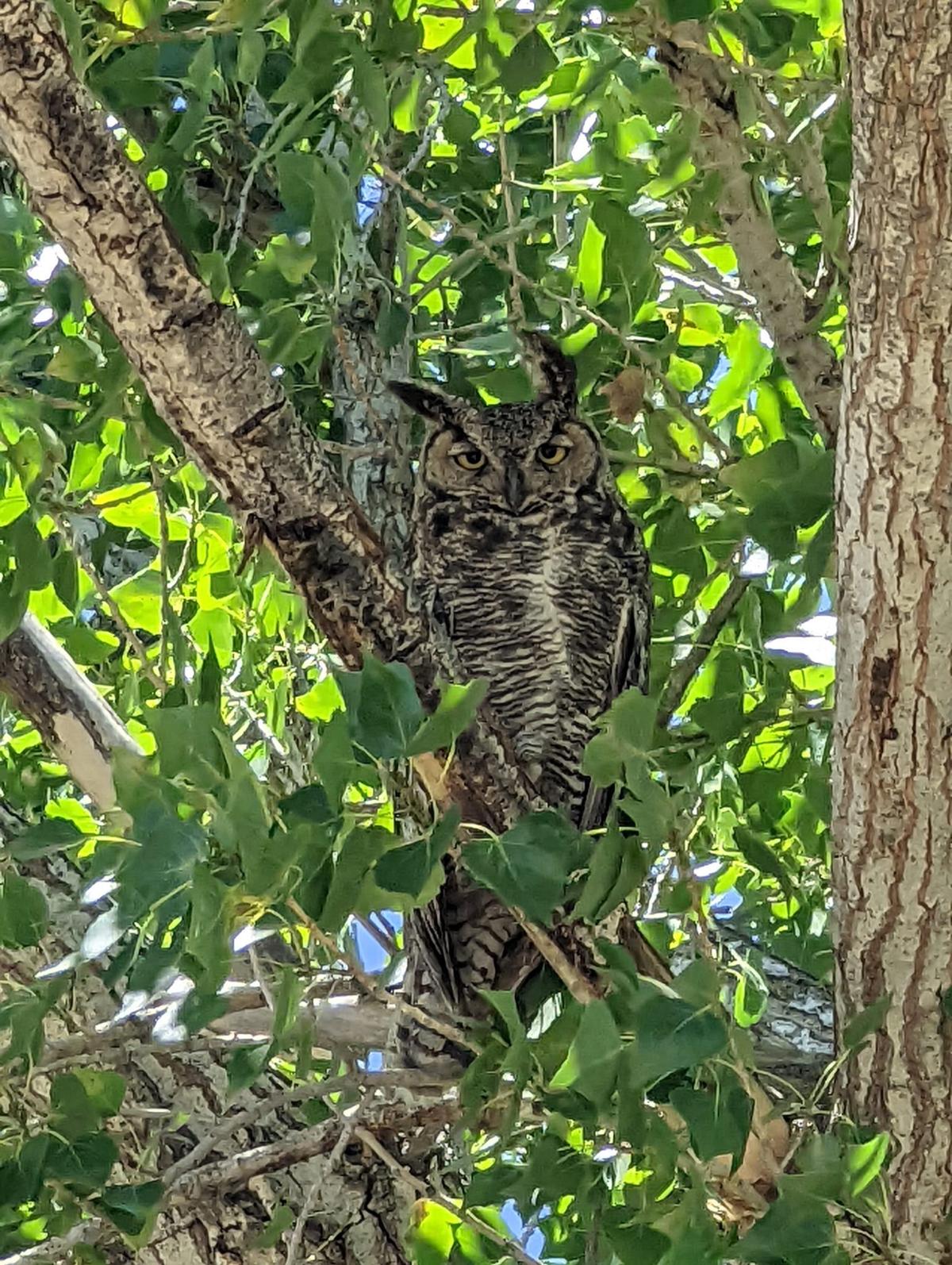 Great Horned Owl